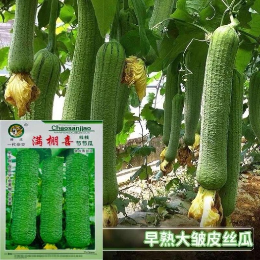 满棚喜皱皮肉丝瓜种子香丝瓜节节瓜大皱皮肉丝瓜高产基地大田种籽