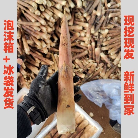 新鲜雷笋 糠壳笋 笋质脆嫩爽口 竹笋中的优 品 产地发货