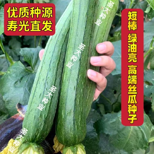 丝瓜种子 绿油亮 短棒肉丝瓜种子！抗病 杂交 早熟 寿光直发