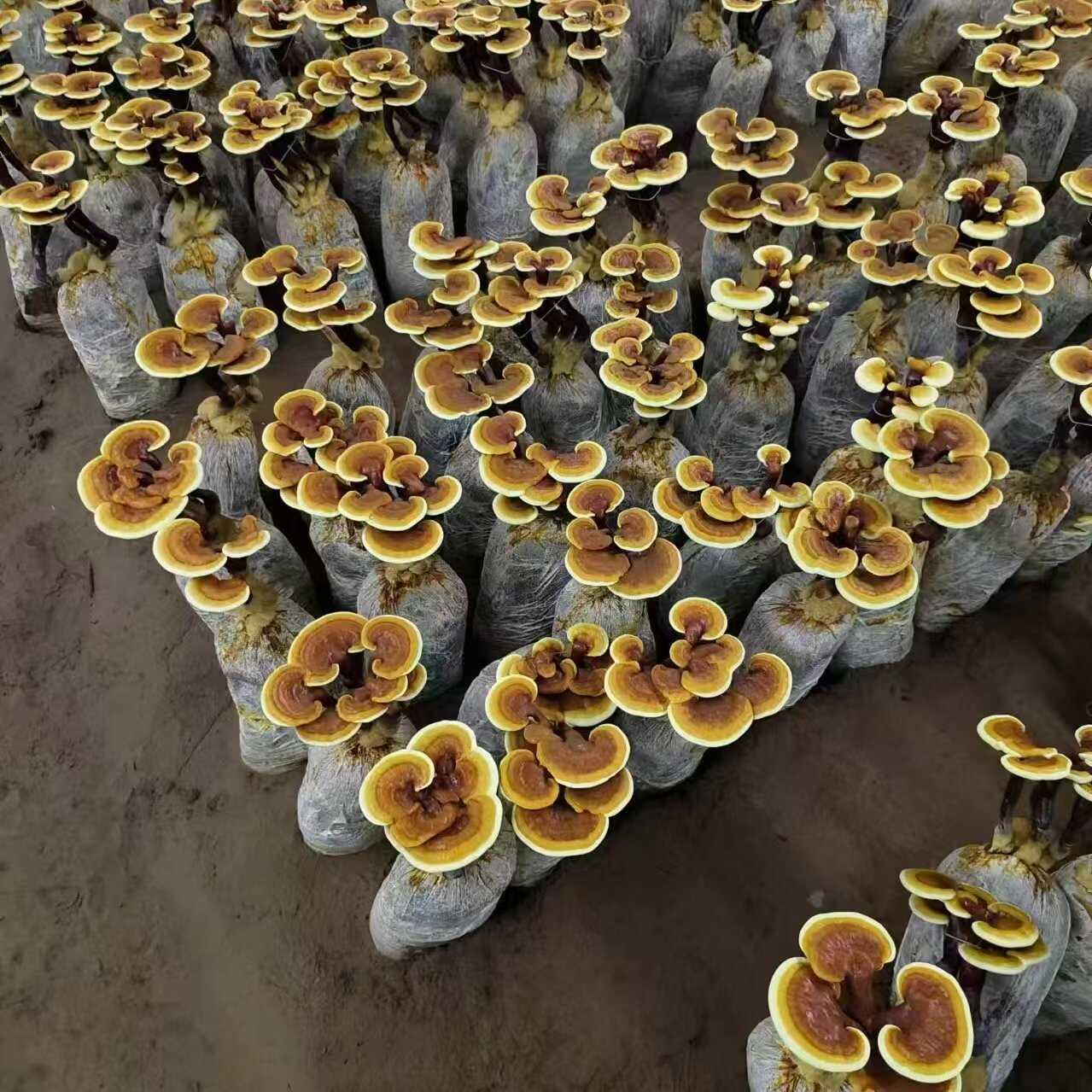 活体灵芝花