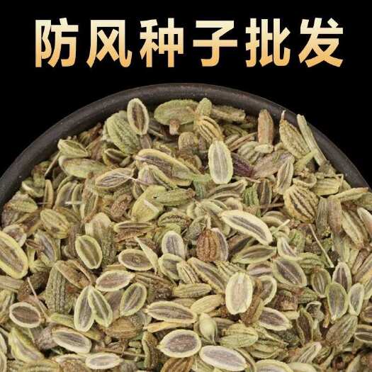 安国市防风种子 优质防风籽 包发芽 提供技术指导 种植简单好管理