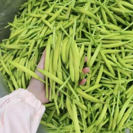 中江县2025年6月第一批鲜黄花菜接受预定，量大从优，每天现摘。