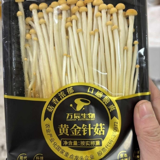 广州新鲜黄针菇  口感更好！