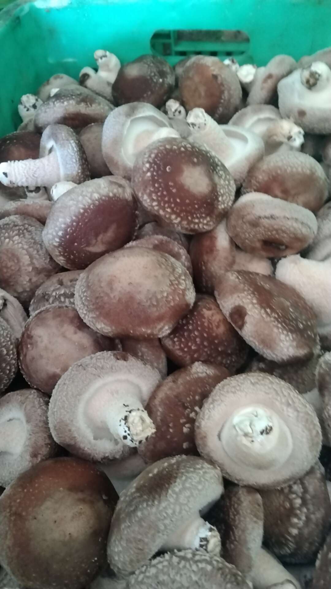 鲜香菇