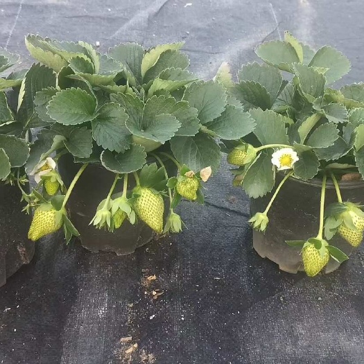 广州四季草莓苗秧奶油红颜草莓盆栽阳台种植四季结果新苗带土带花带果