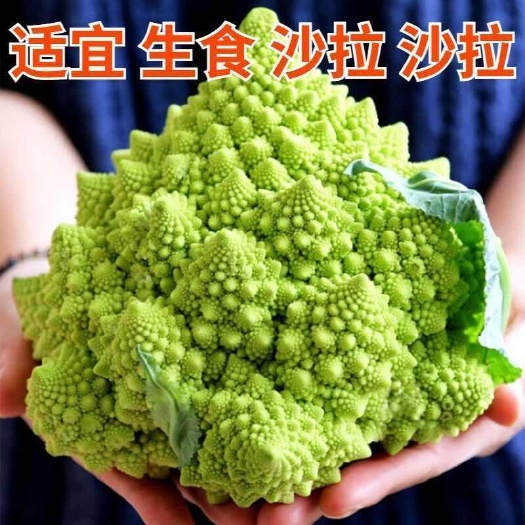 山东宝塔花。生食沙拉菜，减脂食材！