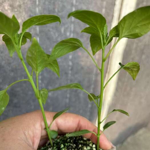 郓城县高辣艳红苗，三英，高辣816-819线椒苗螺丝椒苗山