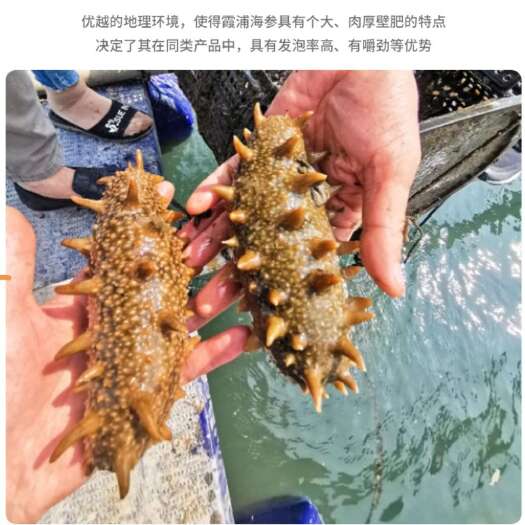 霞浦县霞浦海参/即食泡发/独立包装/快递发货/可开票