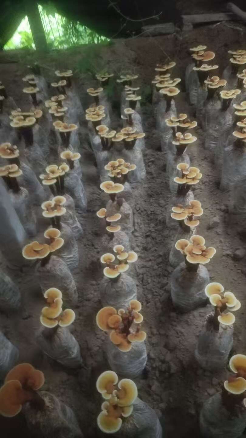 活体灵芝花