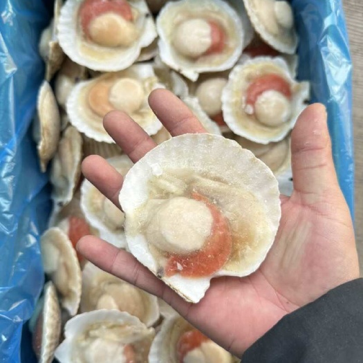 济南原汁吊养贝，规格齐全，原汁半壳扇贝