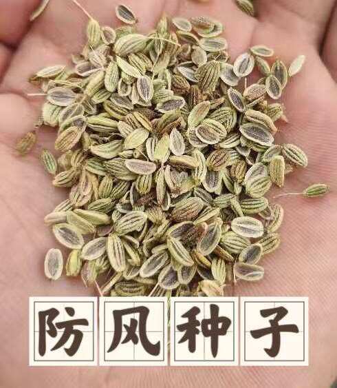 安国市防风种子 纯新采收 发芽率高 种植简单好管理 提供种植技术
