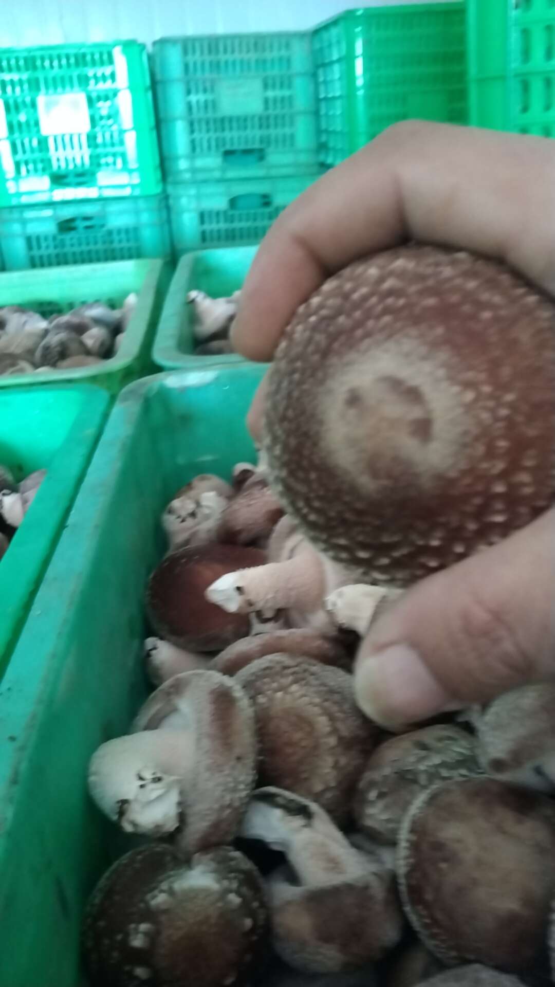 鲜香菇