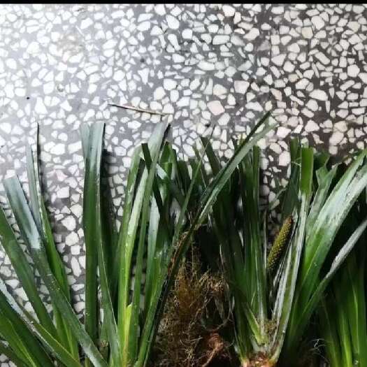 铅山县石菖蒲
