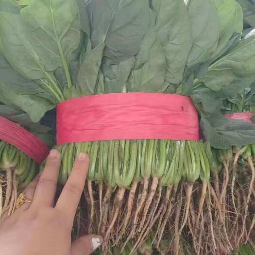邯郸本地精品菠菜