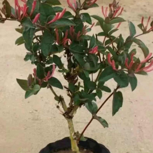 红色金银花苗，五彩金银花苗。产地发货，量大从优。