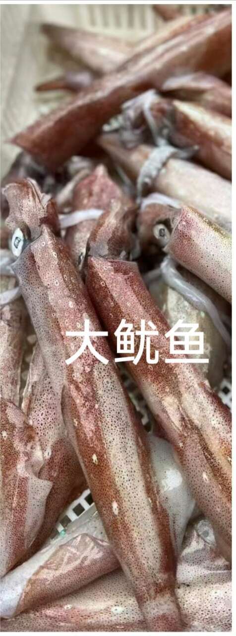 徐闻县来自湛江徐闻整只鱿鱼水产新鲜直供