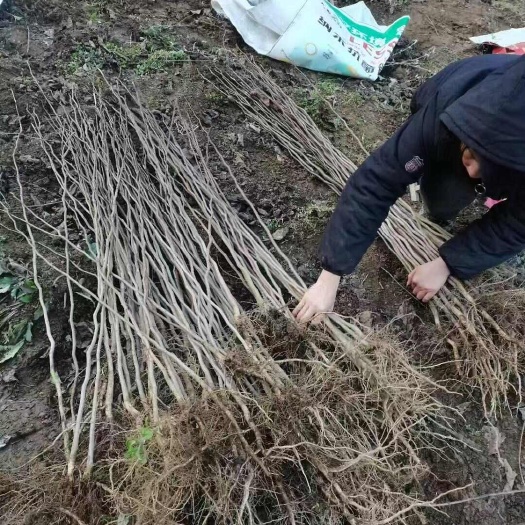 杜仲树苗大量供应