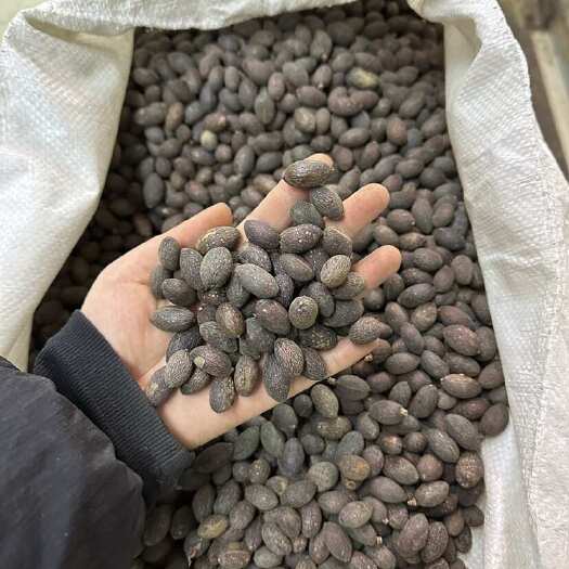 成都葵树子 蒲葵子