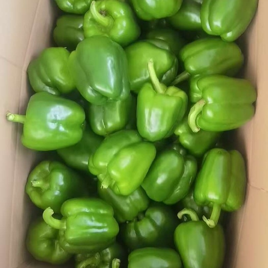 文昌市新鲜青椒菜椒不辣柿子椒青圆椒灯笼椒水果辣椒甜椒太空椒彩椒批发