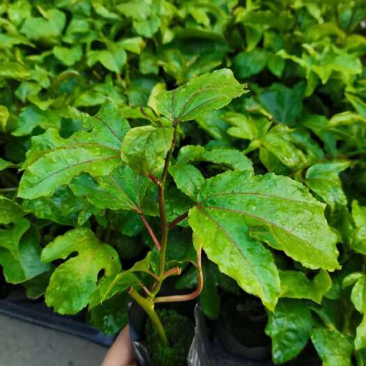 柳州钦蜜九号黄金百香果果苗、台农/紫香红色百香果果苗批发供应