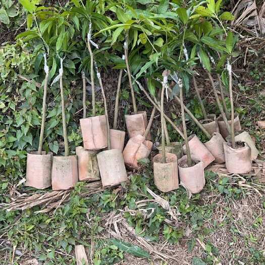 灵山县金煌芒果苗