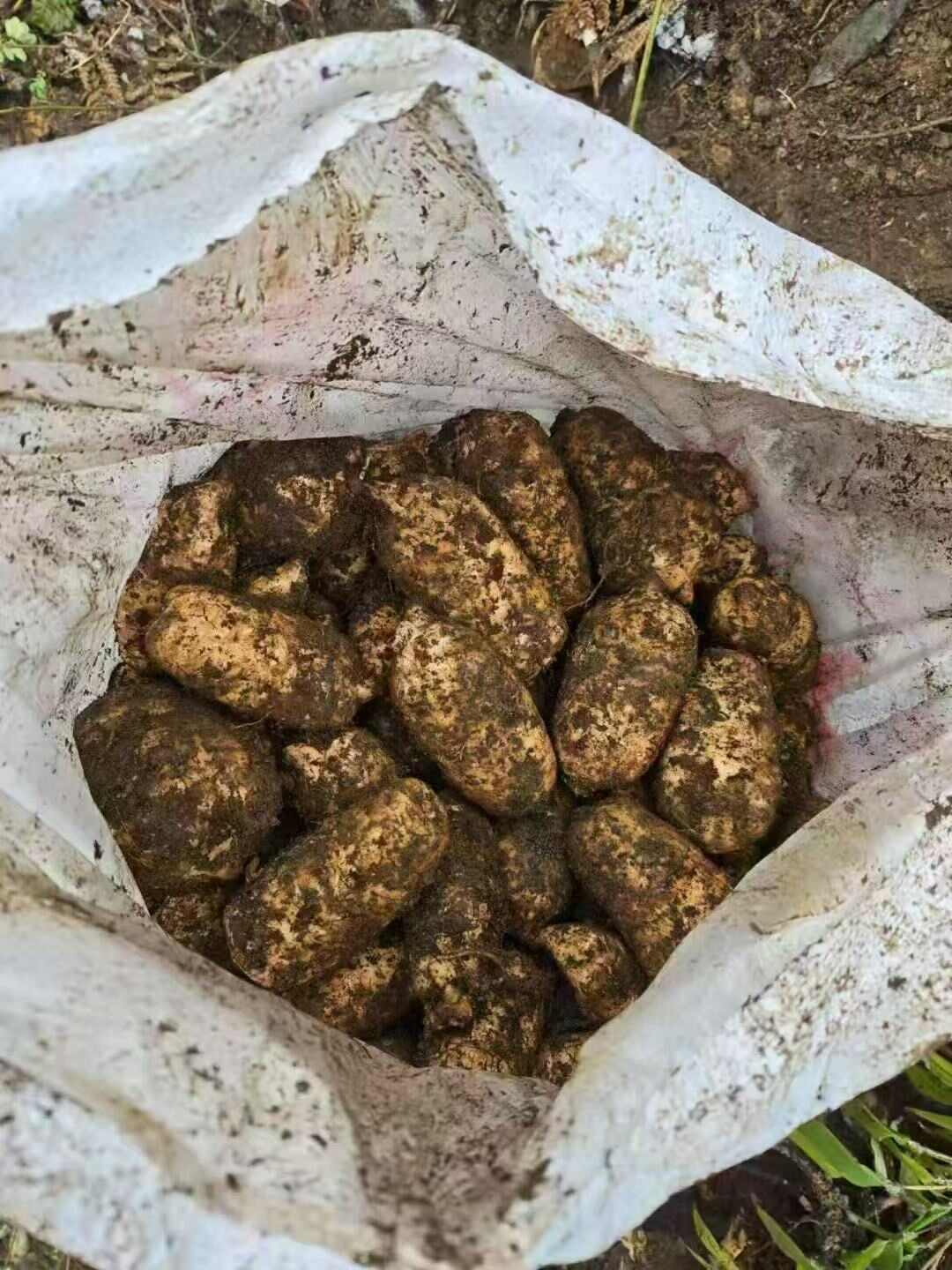 天麻干货景洪地道中药材西双版纳产出供货