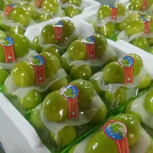 平和县福建青枣 牛奶枣 蜜枣 雪梨 脆蜜