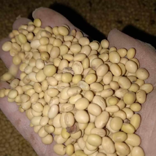 城固县常年供应干货黄豆大豆大量现货