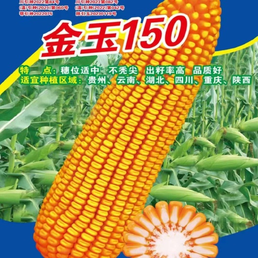 金沙县玉米种子