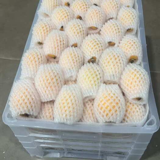 漳浦县枇杷糖度高，颜色好