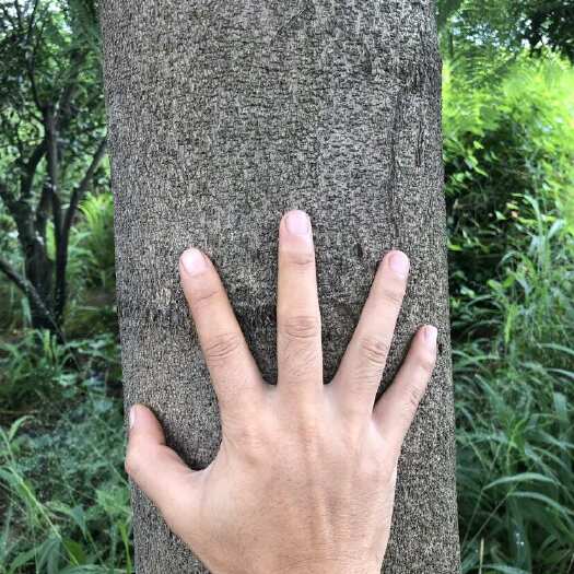 盐边县直径18公分