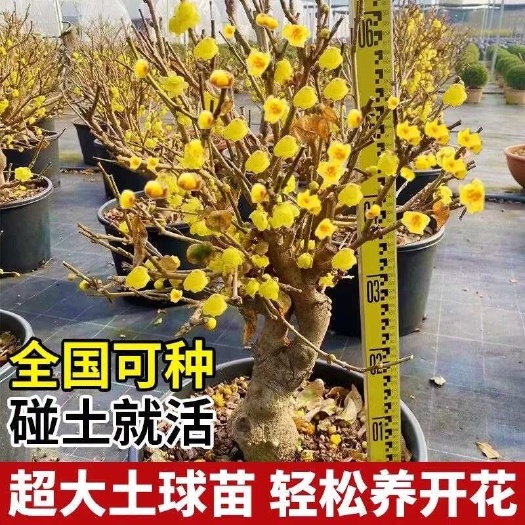 沭阳县腊梅花树苗盆栽腊梅原声素心腊梅地栽植物