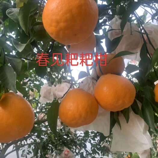 简阳市春见，精品耙耙柑苗，春见耙耙柑，精品耙耙柑苗。