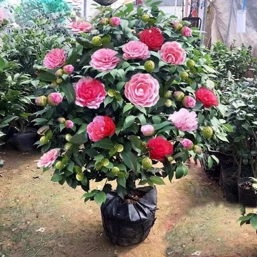 沭阳县茶花树苗盆栽花卉带花苞四季开花植物