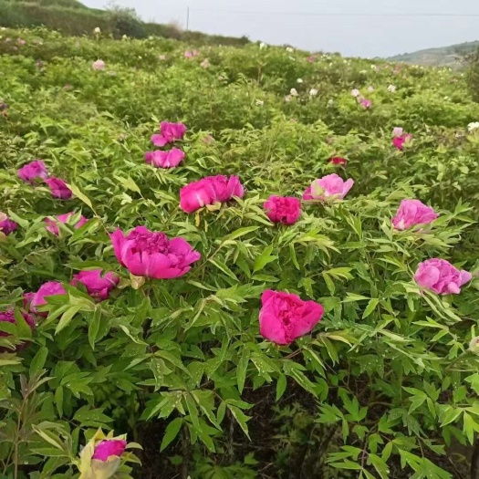 渭源县原生牡丹苗木