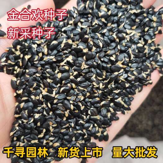 九江新采金合欢种子澳洲金合欢树种子圣诞树鱼骨松白粉金合欢常绿乔木