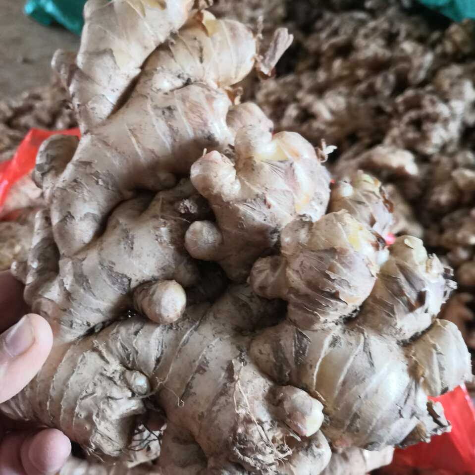 云南小黄姜生姜老姜电商货市场货精品姜
标价是零售价批发更便宜