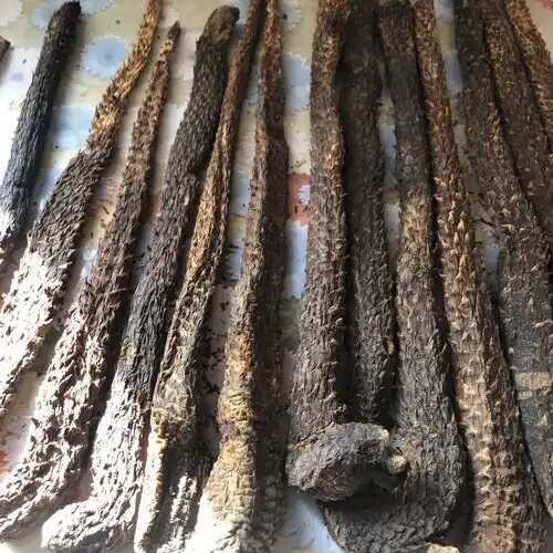 哈密新疆戈壁滩种植肉苁蓉（大芸）量大长期供应