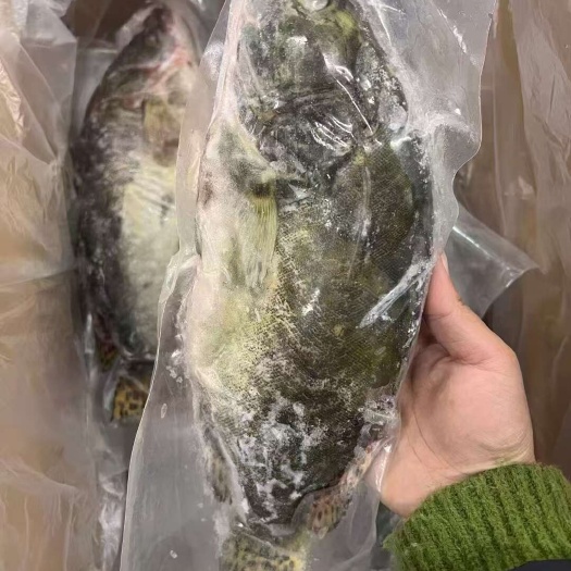 新鲜桂鱼液氮冷冻三去鳜鱼活鱼品质餐饮包桌名菜上海发直销可溯源
