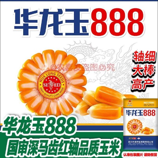 国审华龙玉888大马牙玉米种抗病高产抗倒玉米种子云贵川包谷种