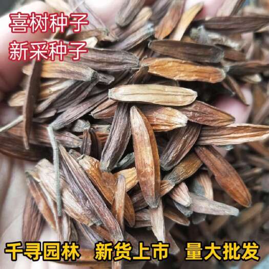 当年新采喜树种子又名千丈树耐旱造林种苗喜树种籽喜树小苗种植