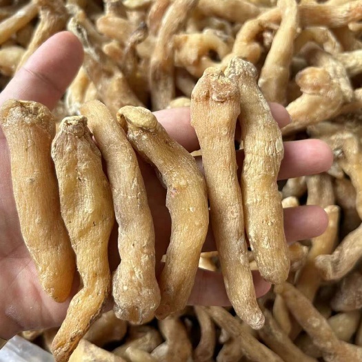 东莞市玉竹