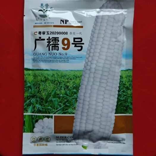 广糯9号白糯玉米种子200克广州市农科院农普牌杂交纯白玉米种