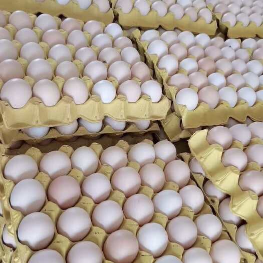 浠水县养殖场长期供应鲜鸡蛋湖北粉壳红心鸡蛋，一手货源品质保证净