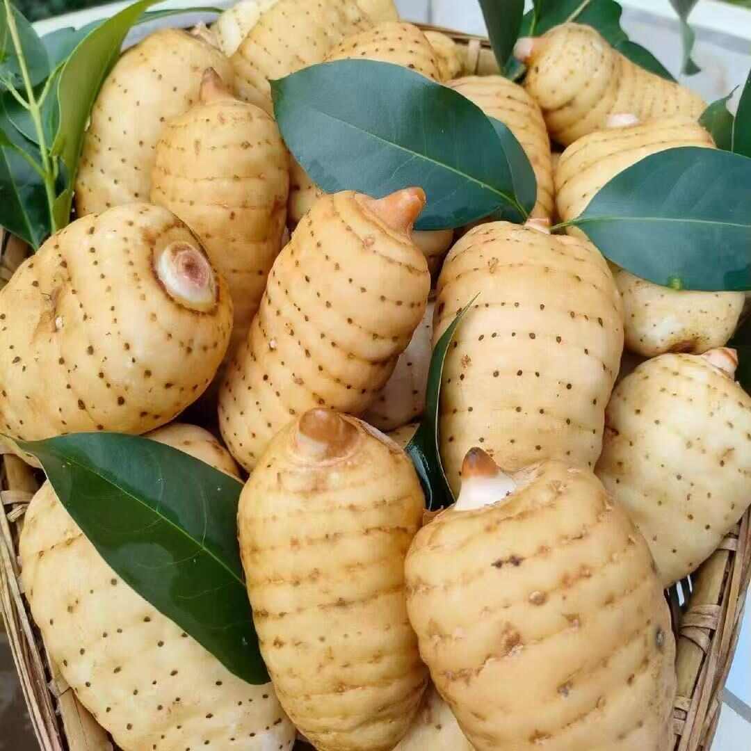 天麻干货景洪地道中药材西双版纳产出供货