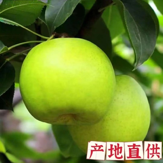 冠县精品绿宝石脆甜多汁产地直供代收代加工诚信代办量大从优
