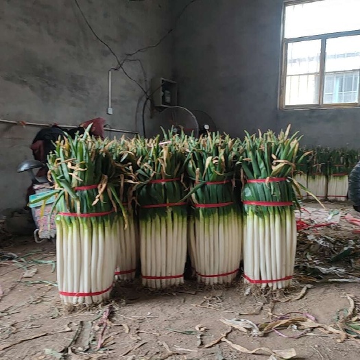 大葱批发 大葱加工  山东精品大葱