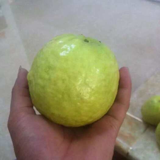 平和县福建 番石榴 珍珠芭乐 芭乐