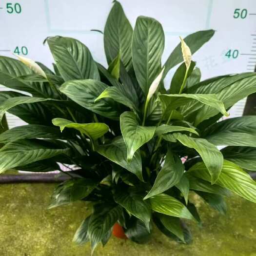 广州白掌盆栽一帆风顺植物室内办公室好养活花卉绿植客厅绿植四季开花