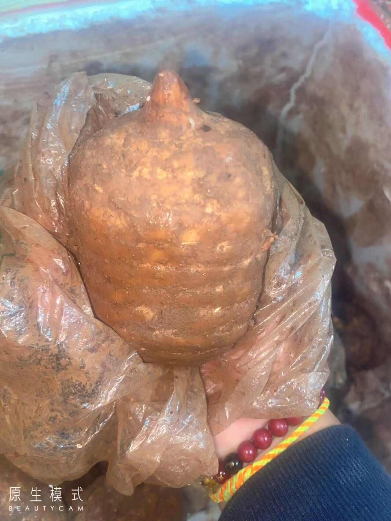 天麻干货景洪地道中药材西双版纳产出供货